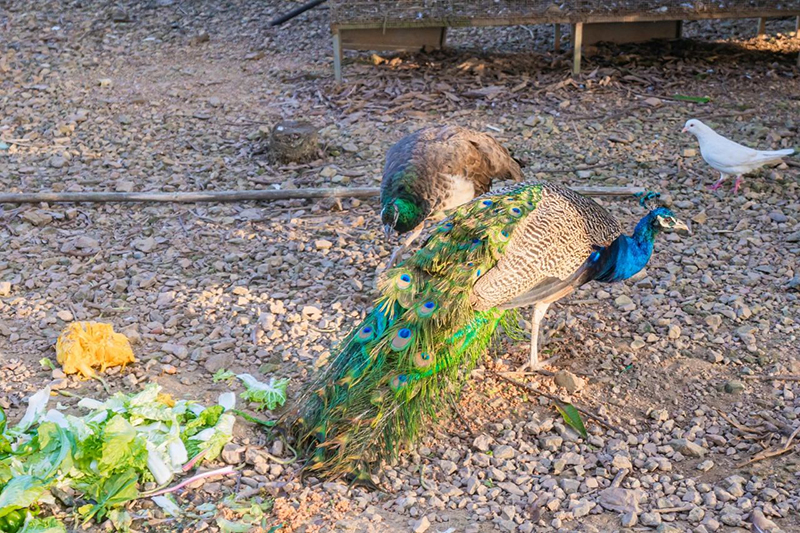 豪门国际官网-追求康健,你我一起生长